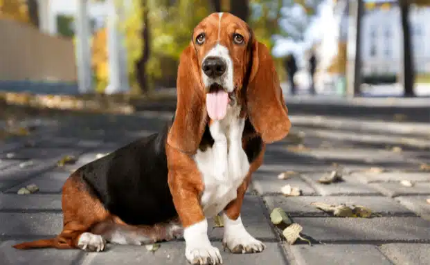 basset hound in colorado springs, co